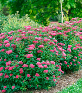 Double Play® Doozie® Spirea