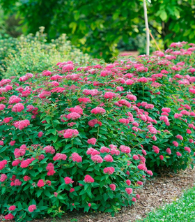 Double Play® Doozie® Spirea