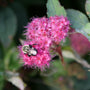Double Play® Doozie® Spirea