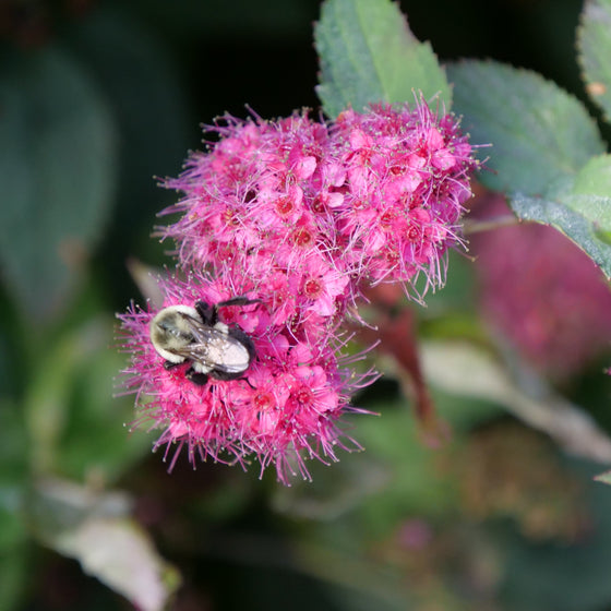 Double Play® Doozie® Spirea
