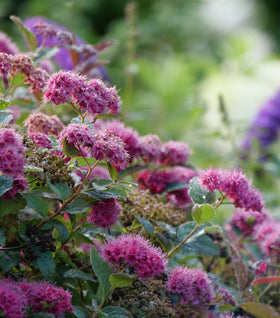 Double Play® Doozie® Spirea
