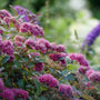 Double Play® Doozie® Spirea