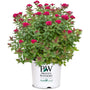Double Play® Doozie® Spirea