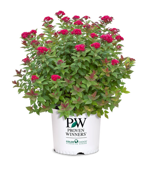 Double Play® Doozie® Spirea