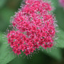 A close-up of a cluster of bright pink flowers with many thin stamens, set against soft green leaves and a blurred natural background.