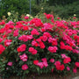 Blanket of double flowers covers the red double knockout rose shrub