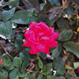 bright red petals double knockout rose
