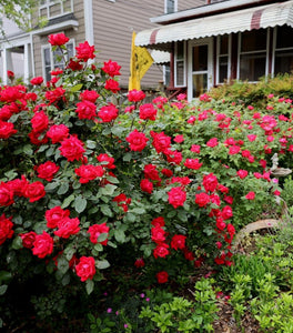 Double Red Knock Out® Rose
