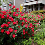 double red knockout rose in the landscape