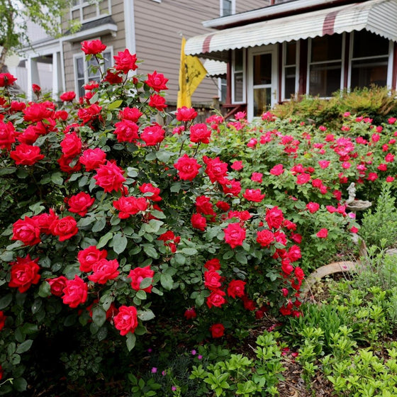 knock out rose bush seeds Double Red Knock Out® Rose for Sale