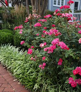 Double Red Knock Out® Rose