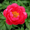 double red peony cut flower garden