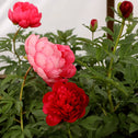 double red peonies in bloom