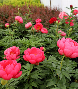 Double Red Peony
