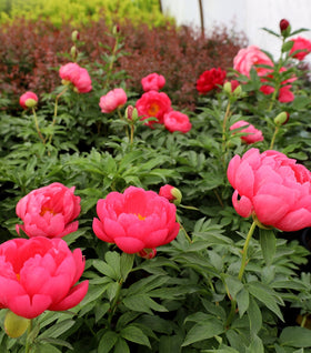 Double Red Peony