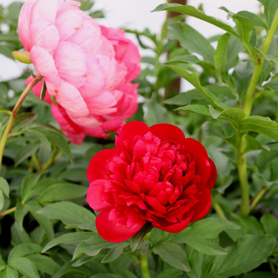 5PCS Red Peony Seeds Rare 'Mudanji' Big Blooms For Home Garden Double  Petals
