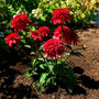 A newly planted Double Scoop™ Strawberry Deluxe Coneflower blooming with deep red double flowers and green foliage