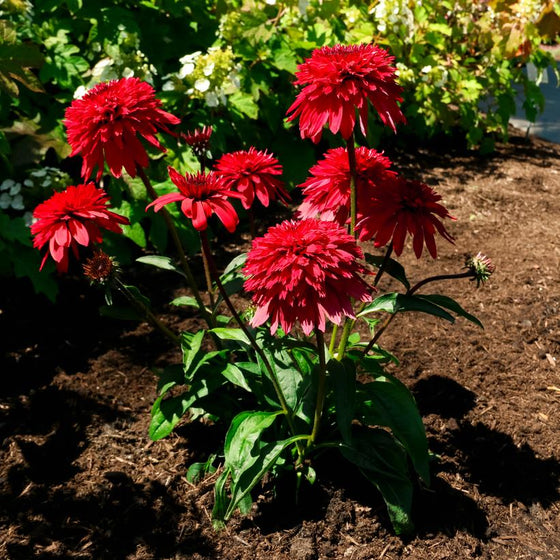 A newly planted Double Scoop™ Strawberry Deluxe Coneflower blooming with deep red double flowers and green foliage