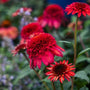 Double Scoop™ Strawberry Deluxe Coneflower with strawberry-red double pom-pom blooms in a sunny perennial garden