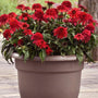 Double Scoop Strawberry Deluxe Echinacea flowers used as a container plant on a sunny patio
