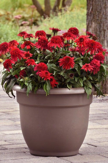 Double Scoop Strawberry Deluxe Echinacea flowers used as a container plant on a sunny patio