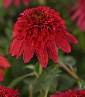 Double Scoop™ Strawberry Deluxe Coneflower