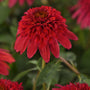 Double Scoop™ Strawberry Deluxe Coneflower blooming with deep red double flowers and green foliage