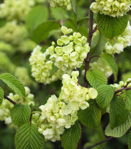 Doublefile Viburnum