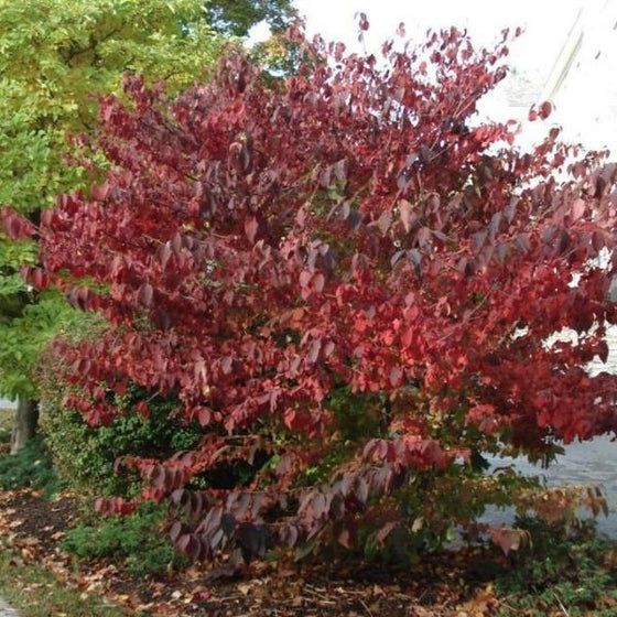 Doublefile Viburnum Shrubs red fall foliage