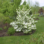 Doublefile Viburnum Shrubs in a wooded garden