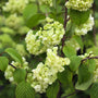 fluffy white hydrangea-like blooms on doublefile viburnum