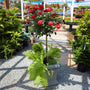 double knock out rose tree form in gray planter with evergreens and ferns
