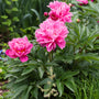 close up view of large double blooms on dr alexander fleming peony