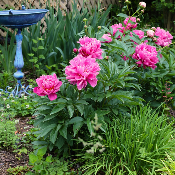 dr. alexander fleming pink peony growing in a garden with a bird bath