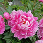 Dr Alexander Fleming Peony with pink summer flowers