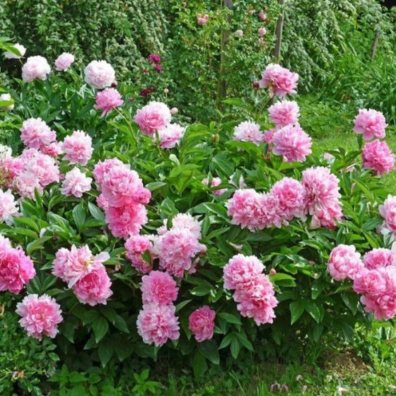 bright green foliage and pink flowers on Dr Alexander Fleming Peony