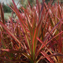 Close up of Dracaena Colorama red magenta leaves