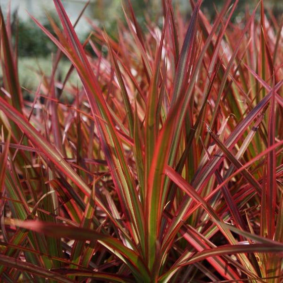 Close up of Dracaena Colorama red magenta leaves