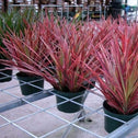 Dracaena Colorama Dragon Tree green and purple foliage in pots in nursery