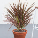 Dracaena Colorama with green and purple bushy leaves planted in a pot