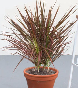 Dracaena Colorama