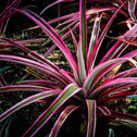 Dracena Colorama dragon tree green foliage with purple stripes