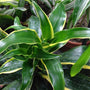 vibrant green Dracaena Dorado 
