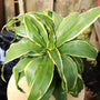 glorious Dracaena Dorado green and yellow foliage