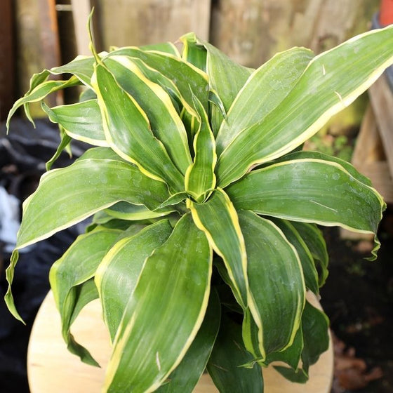 glorious Dracaena Dorado green and yellow foliage
