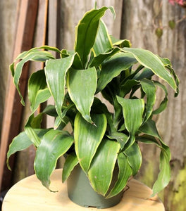 Dracaena Dorado