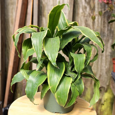 dracaena dorado brown leaves Dracaena Dorado for Sale