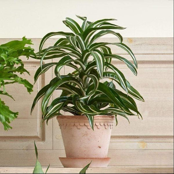 Dracaena Jade Jewel tropical house plant with green and white variegated leaves