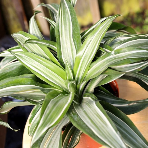 Close up of Dracaena Jade Jewel house plant for sale at Garden Goods Direct