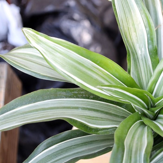 shiny green and white variegated leaves of tropical house plant Dracaena Jade Jewel
